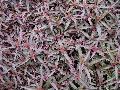 Royal Tapestry Alternanthera / Alternanthera dentata 